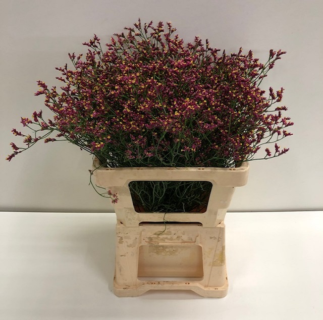 Limonium scarlett diamond.jpg